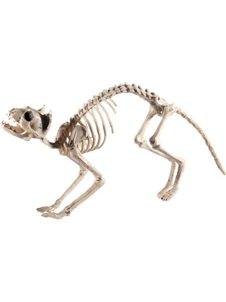 Katzen Skelett